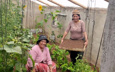 “Empoderamiento económico de mujeres productoras peri urbanas en producción, transformación y comercialización de productos agroecológicos en los municipio de Achocalla y el alto”