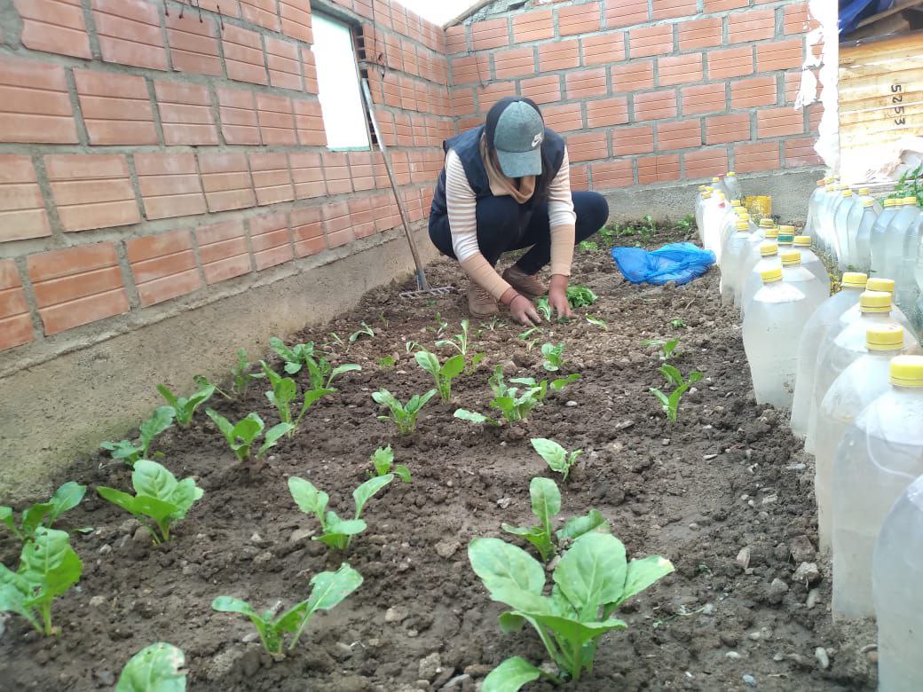 Fortaleciendo la seguridad alimentaria en barrios periurbanos del municipio de Viacha